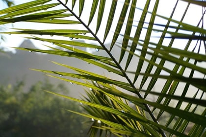 palm-leaves-2373989-1920-min-59a5d316bbaaf